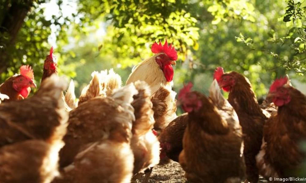 Ουγγαρία: Έσφαξαν 100.000 πουλερικά για το φόβο της γρίπης